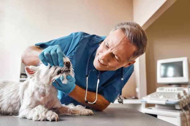 Best Emergency Gum Treatment in Tucumcari, NM